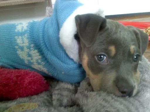 Patchogue Animal Hospital Picture 10