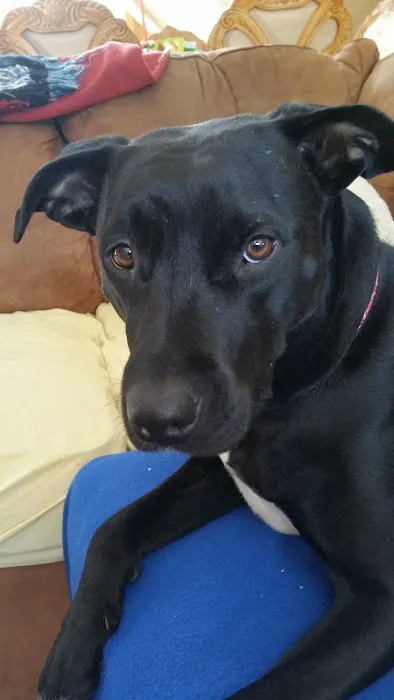 Patchogue Animal Hospital Picture 9