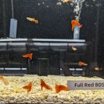Moonlight Aquatics