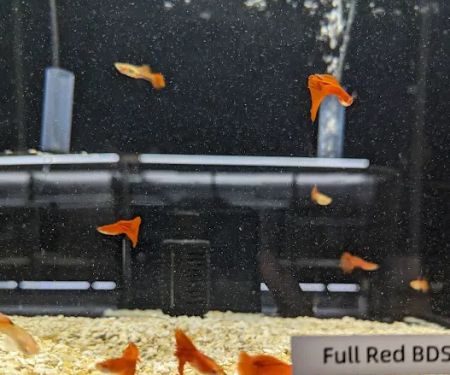 Moonlight Aquatics