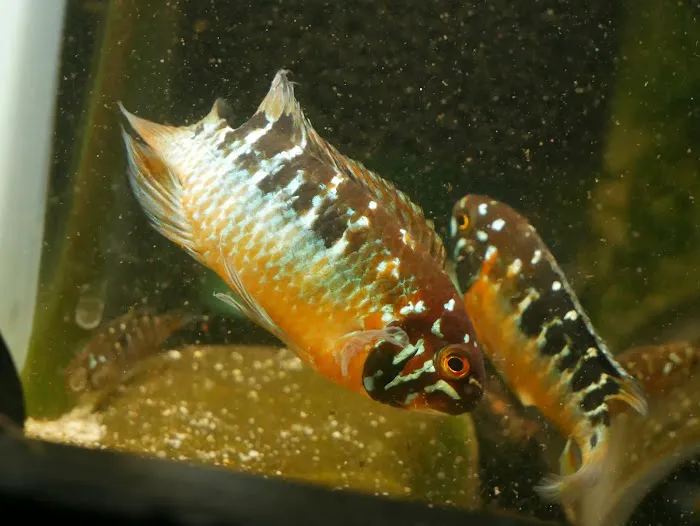 Moonlight Aquatics Picture 8