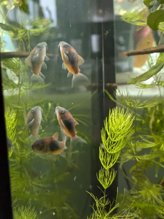 Moonlight Aquatics Picture 10