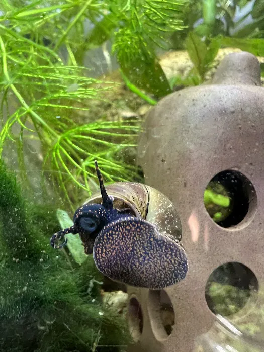 Moonlight Aquatics Picture 9