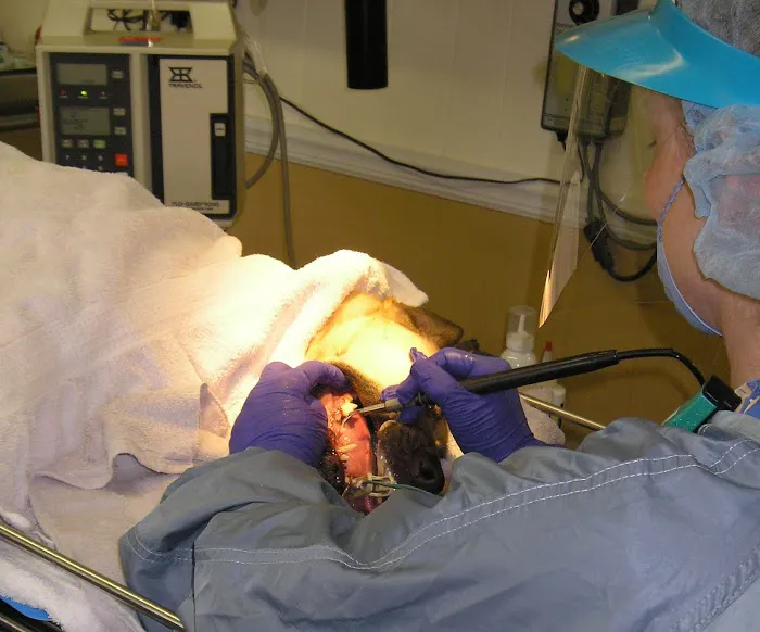 Miller Place Animal Hospital Picture 3