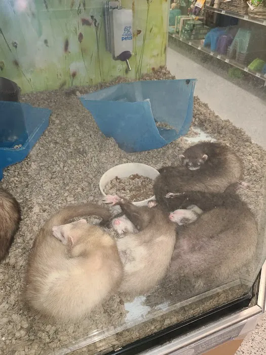 Petco Picture 5