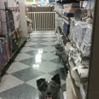 Petco ico