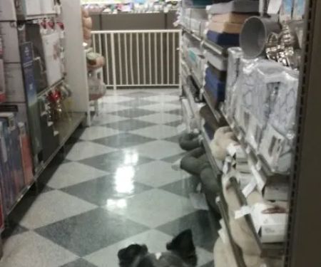 Petco