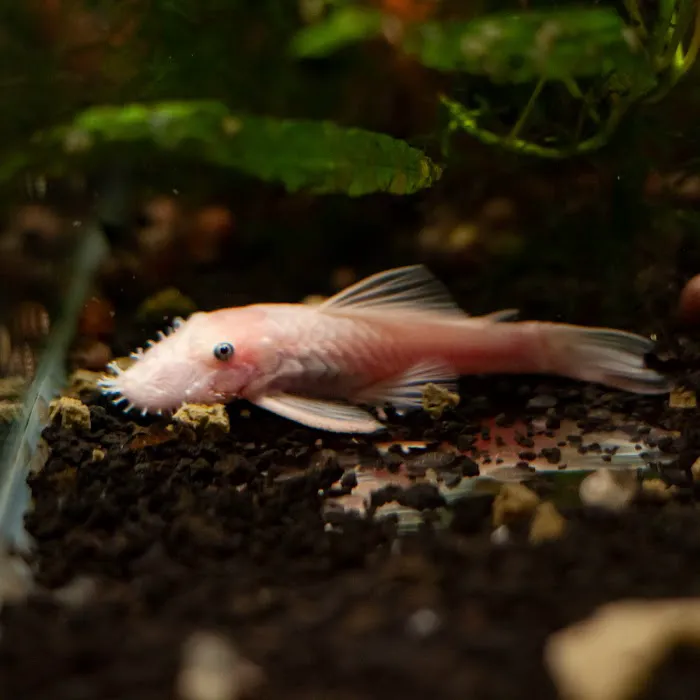 Ryan's Fish Shop Picture 3
