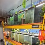 Ryan's Fish Shop
