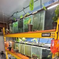Ryan's Fish Shop ico