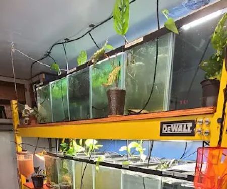 Ryan's Fish Shop