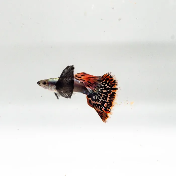 Ryan's Fish Shop Picture 6