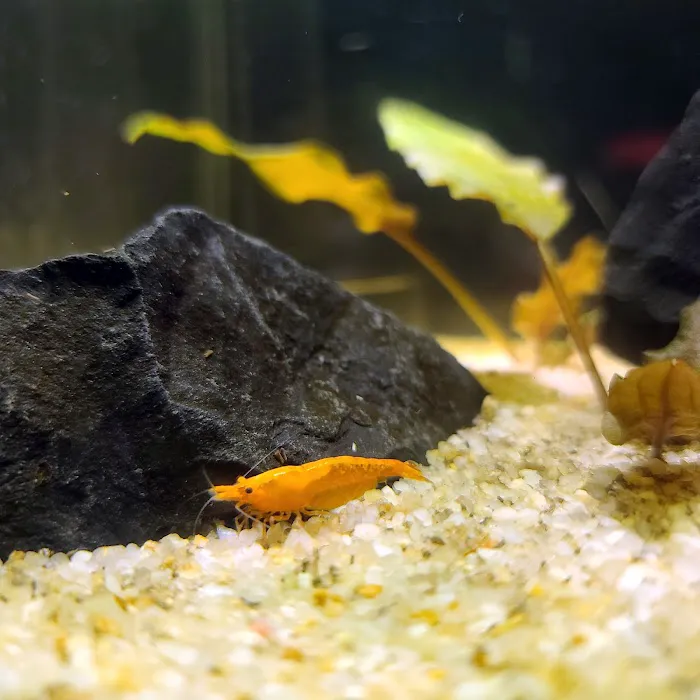 Ryan's Fish Shop Picture 5