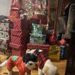 Rocky Shores Veterinary Hospital