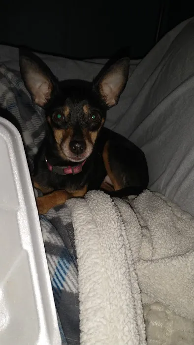 KERRI'S K9S KLINIC Picture 3