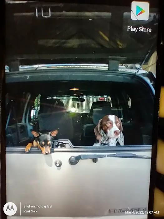 KERRI'S K9S KLINIC Picture 2