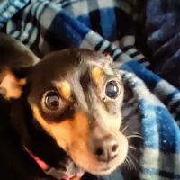 KERRI'S K9S KLINIC ico