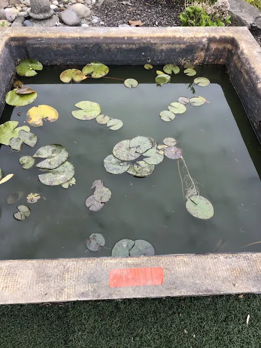 Hoshi Koi Picture 2