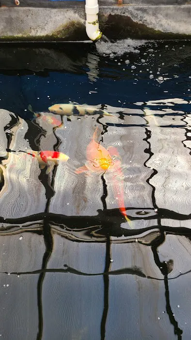 Hoshi Koi Picture 8