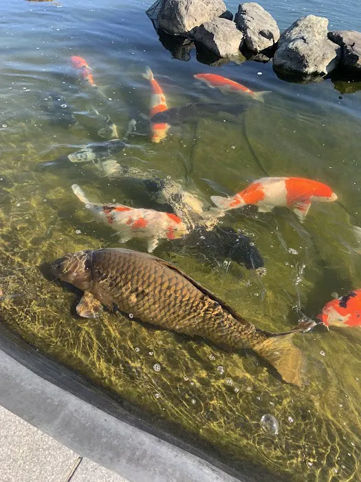 Hoshi Koi Picture 6
