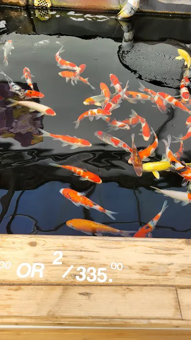 Hoshi Koi Picture 3