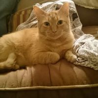 Long Island Spay and Neuter ico