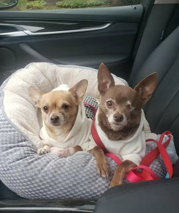 Long Island Spay and Neuter Picture 4