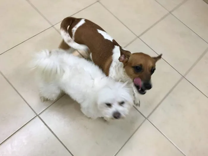 Medford Animal Hospital Picture 5