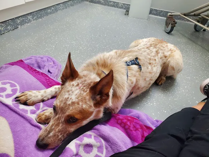 Wooded Acres Animal Hospital Picture 4