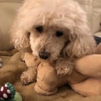 Wooded Acres Animal Hospital ico