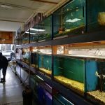 Asia Gift & Aquarium
