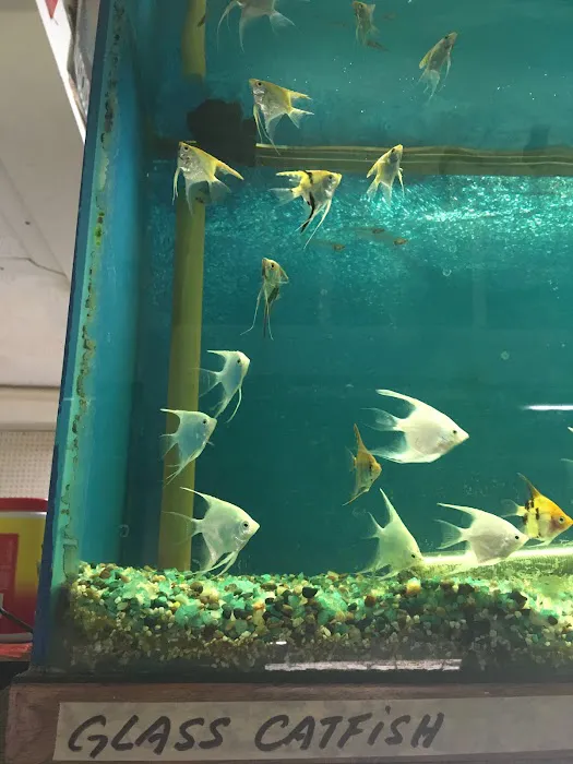 Asia Gift & Aquarium Picture 4