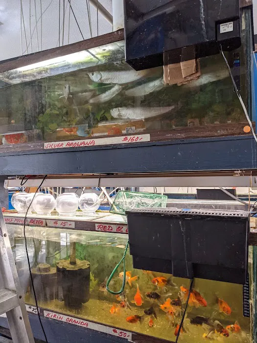 Asia Gift & Aquarium Picture 8