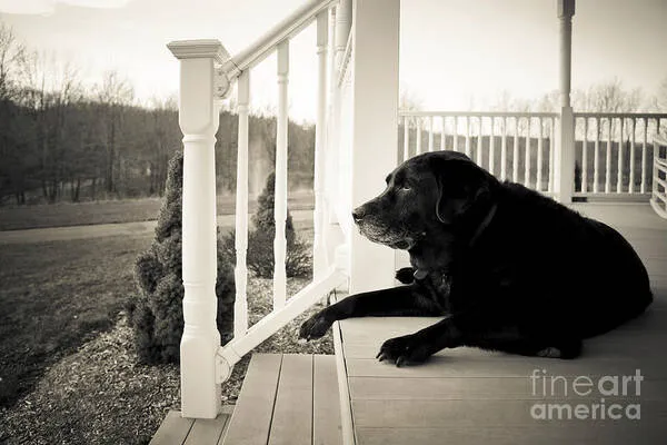 Pet Euthanasia LI Picture 1