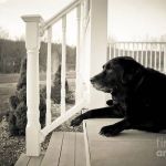 Pet Euthanasia LI