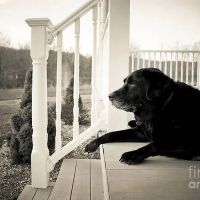 Pet Euthanasia LI ico