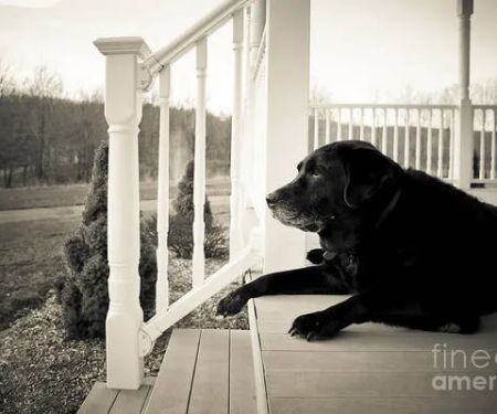 Pet Euthanasia LI
