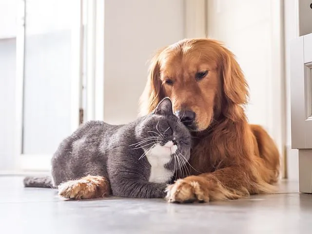 Pet Euthanasia LI Picture 2