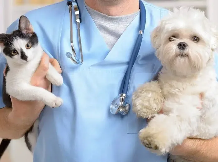 Pet Euthanasia LI Picture 6
