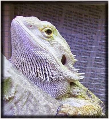 White Hot Dragons Picture 6