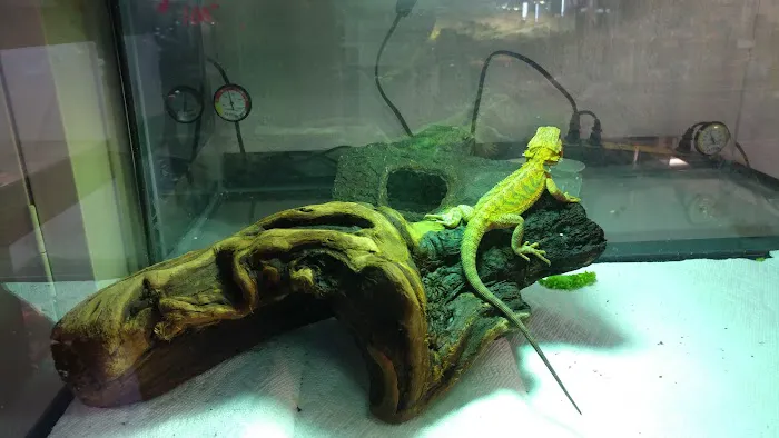 White Hot Dragons Picture 2