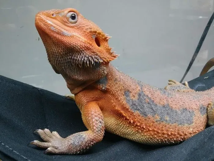 White Hot Dragons Picture 3