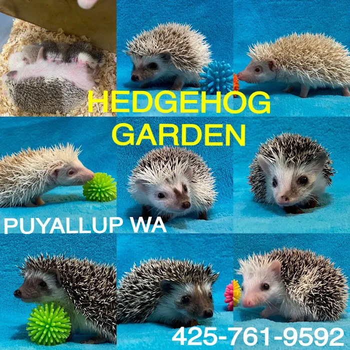 Hedgehog Garden Picture 2