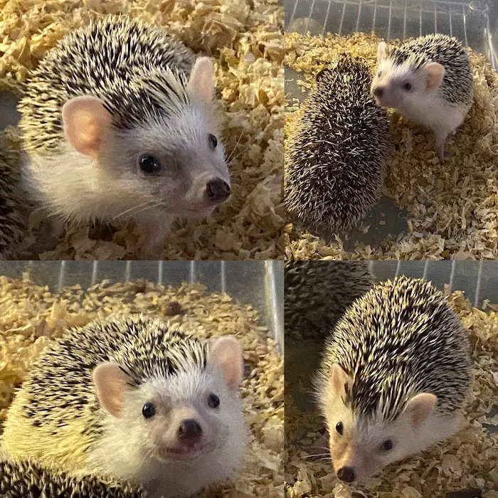 Hedgehog Garden Picture 1