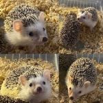 Hedgehog Garden
