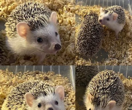 Hedgehog Garden