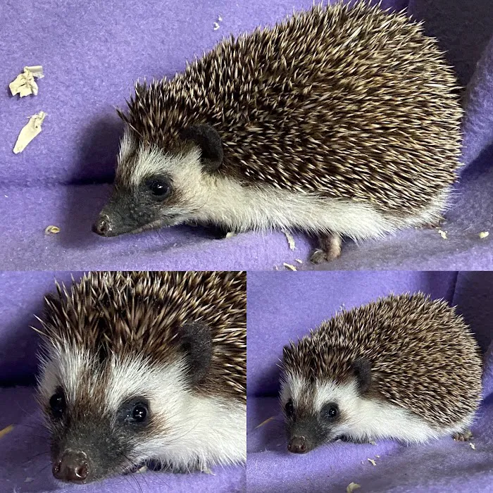 Hedgehog Garden Picture 6