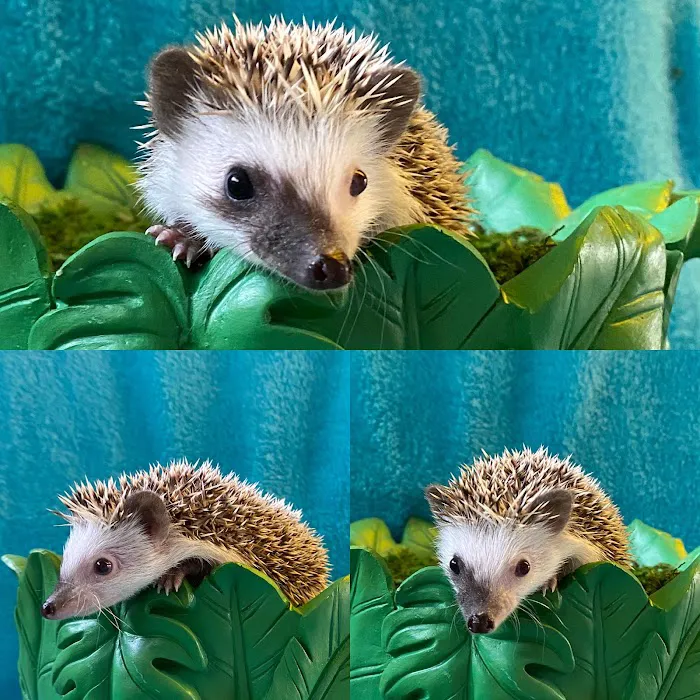 Hedgehog Garden Picture 3