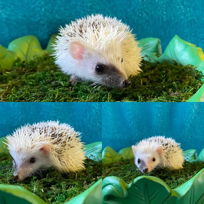 Hedgehog Garden Picture 5