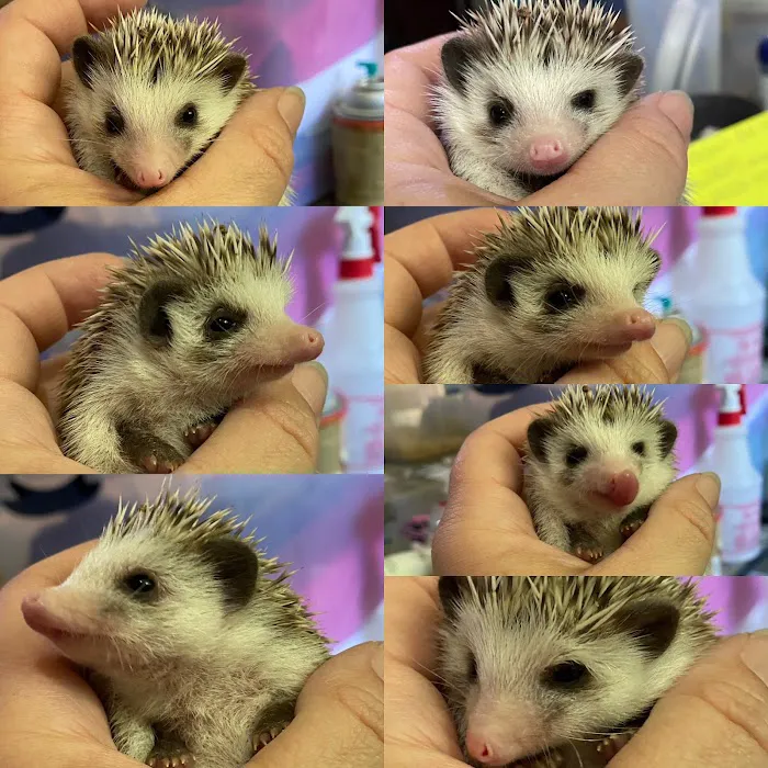Hedgehog Garden Picture 9